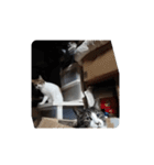 家の猫ズ@独特セット（個別スタンプ：32）