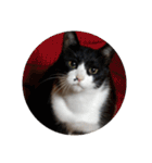 家の猫ズ@独特セット（個別スタンプ：40）