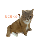 ぽっちゃりマンチカン（個別スタンプ：1）
