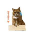 ぽっちゃりマンチカン（個別スタンプ：2）