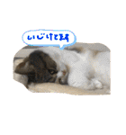 りゅうくんと仲間達（個別スタンプ：14）