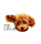 トイプー＆チワワ//犬の挨拶スタンプ（個別スタンプ：1）