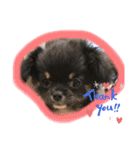 トイプー＆チワワ//犬の挨拶スタンプ（個別スタンプ：2）