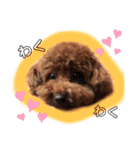 トイプー＆チワワ//犬の挨拶スタンプ（個別スタンプ：3）