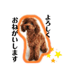 トイプー＆チワワ//犬の挨拶スタンプ（個別スタンプ：4）