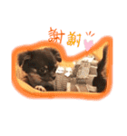 トイプー＆チワワ//犬の挨拶スタンプ（個別スタンプ：5）
