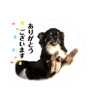 トイプー＆チワワ//犬の挨拶スタンプ（個別スタンプ：6）
