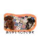 トイプー＆チワワ//犬の挨拶スタンプ（個別スタンプ：7）