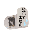 トイプー＆チワワ//犬の挨拶スタンプ（個別スタンプ：12）