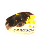 トイプー＆チワワ//犬の挨拶スタンプ（個別スタンプ：16）