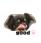 トイプー＆チワワ//犬の挨拶スタンプ（個別スタンプ：24）