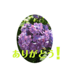 アジサイ(花のスタンプ②)（個別スタンプ：2）