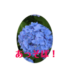 アジサイ(花のスタンプ②)（個別スタンプ：11）