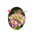 アジサイ(花のスタンプ②)（個別スタンプ：12）