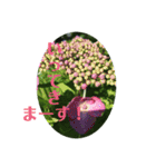 アジサイ(花のスタンプ②)（個別スタンプ：16）