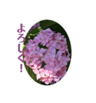 アジサイ(花のスタンプ②)（個別スタンプ：18）
