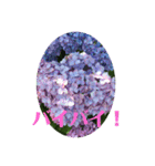 アジサイ(花のスタンプ②)（個別スタンプ：19）