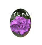 アジサイ(花のスタンプ②)（個別スタンプ：21）
