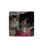 家の猫ズ@可愛いセット（個別スタンプ：13）