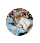 家の猫ズ@可愛いセット（個別スタンプ：14）