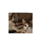 家の猫ズ@可愛いセット（個別スタンプ：15）