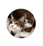 家の猫ズ@可愛いセット（個別スタンプ：21）