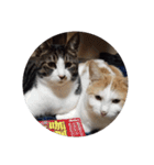 家の猫ズ@可愛いセット（個別スタンプ：40）