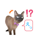 我が家の箱入り娘！？トンキちゃん（個別スタンプ：2）