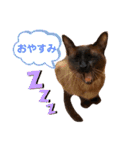 我が家の箱入り娘！？トンキちゃん（個別スタンプ：4）
