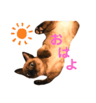 我が家の箱入り娘！？トンキちゃん（個別スタンプ：5）