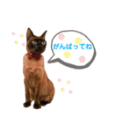 我が家の箱入り娘！？トンキちゃん（個別スタンプ：8）