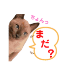 我が家の箱入り娘！？トンキちゃん（個別スタンプ：9）