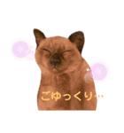 我が家の箱入り娘！？トンキちゃん（個別スタンプ：10）