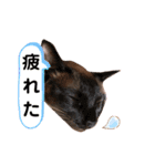 我が家の箱入り娘！？トンキちゃん（個別スタンプ：12）
