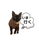 我が家の箱入り娘！？トンキちゃん（個別スタンプ：13）