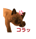 我が家の箱入り娘！？トンキちゃん（個別スタンプ：15）