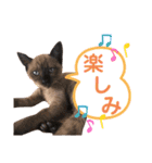 我が家の箱入り娘！？トンキちゃん（個別スタンプ：16）