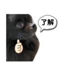 黒ポメクロ君 日常使えるスタンプ（個別スタンプ：6）