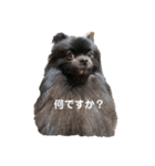 黒ポメクロ君 日常使えるスタンプ（個別スタンプ：9）