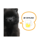 黒ポメクロ君 日常使えるスタンプ（個別スタンプ：12）