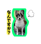 りさりさ'sぺっと2（個別スタンプ：21）