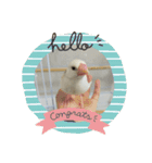 文鳥のむぎちゃんですよぉ〜！2（個別スタンプ：1）