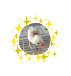 文鳥のむぎちゃんですよぉ〜！2（個別スタンプ：2）