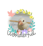 文鳥のむぎちゃんですよぉ〜！2（個別スタンプ：5）