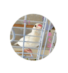 文鳥のむぎちゃんですよぉ〜！2（個別スタンプ：6）