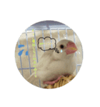 文鳥のむぎちゃんですよぉ〜！2（個別スタンプ：7）