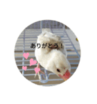 文鳥のむぎちゃんですよぉ〜！2（個別スタンプ：9）