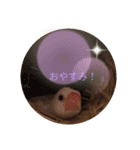 文鳥のむぎちゃんですよぉ〜！2（個別スタンプ：10）