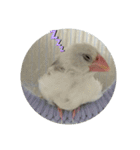 文鳥のむぎちゃんですよぉ〜！2（個別スタンプ：11）
