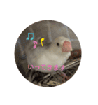 文鳥のむぎちゃんですよぉ〜！2（個別スタンプ：12）
